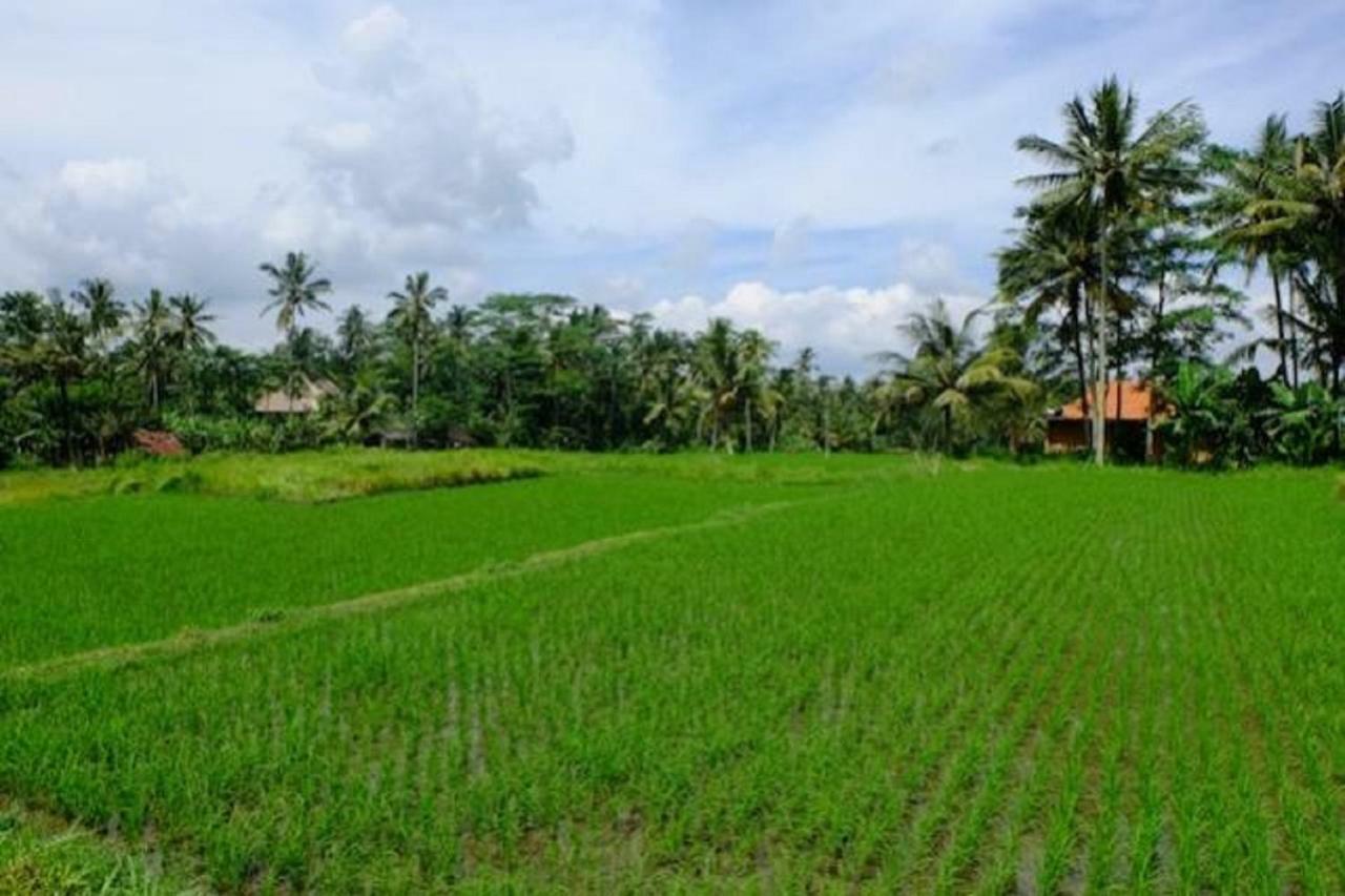 Hotel Kubu Jamu Ubud Esterno foto